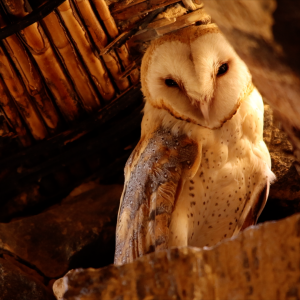 Imagen Lechuza (Tyto alba)