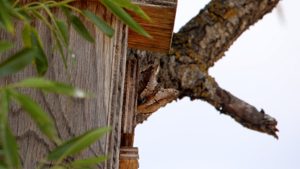 Imagen Autillo (Otus scops)