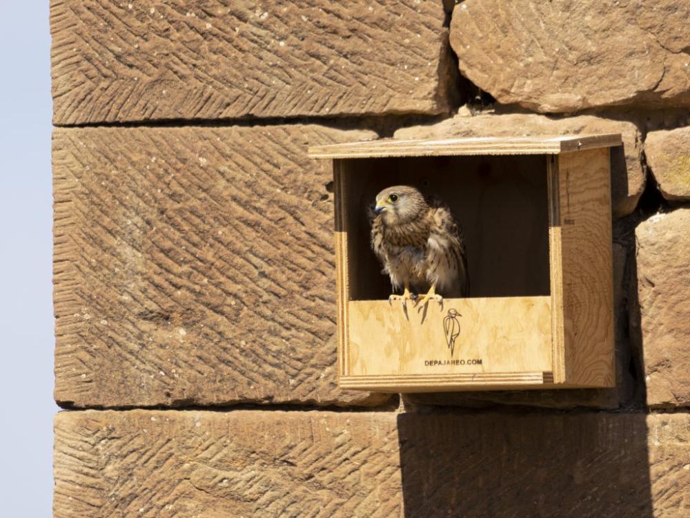 Imagen Cernícalo (Falco tinnunculus)
