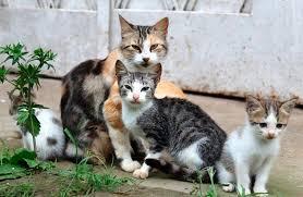 Imagen Proyecto CES: Control de Colonias de Gatos Urbanos