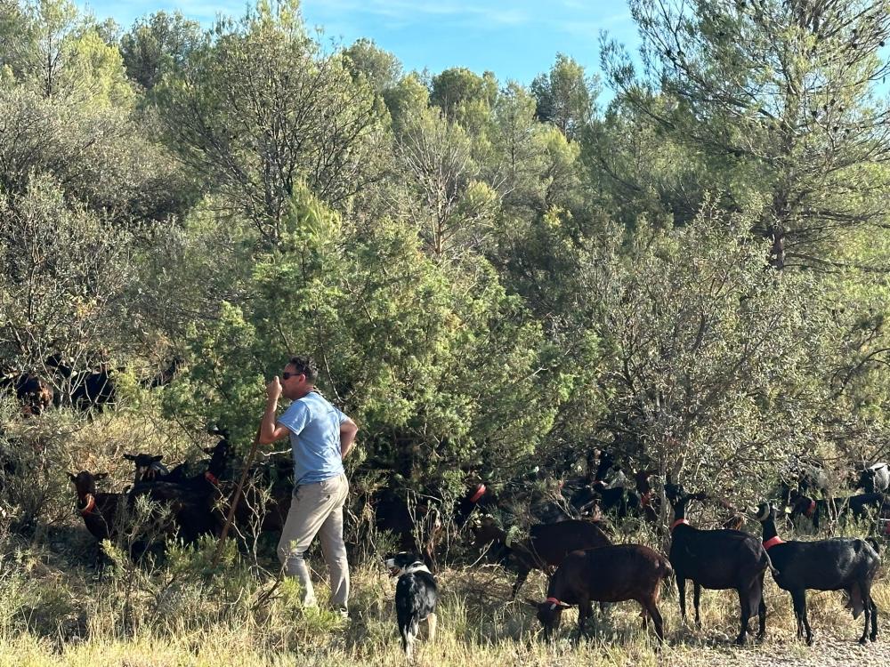 Imagen Proyecto olivares vivos, pastoreo preventivo y conservación de la huerta en Estadilla