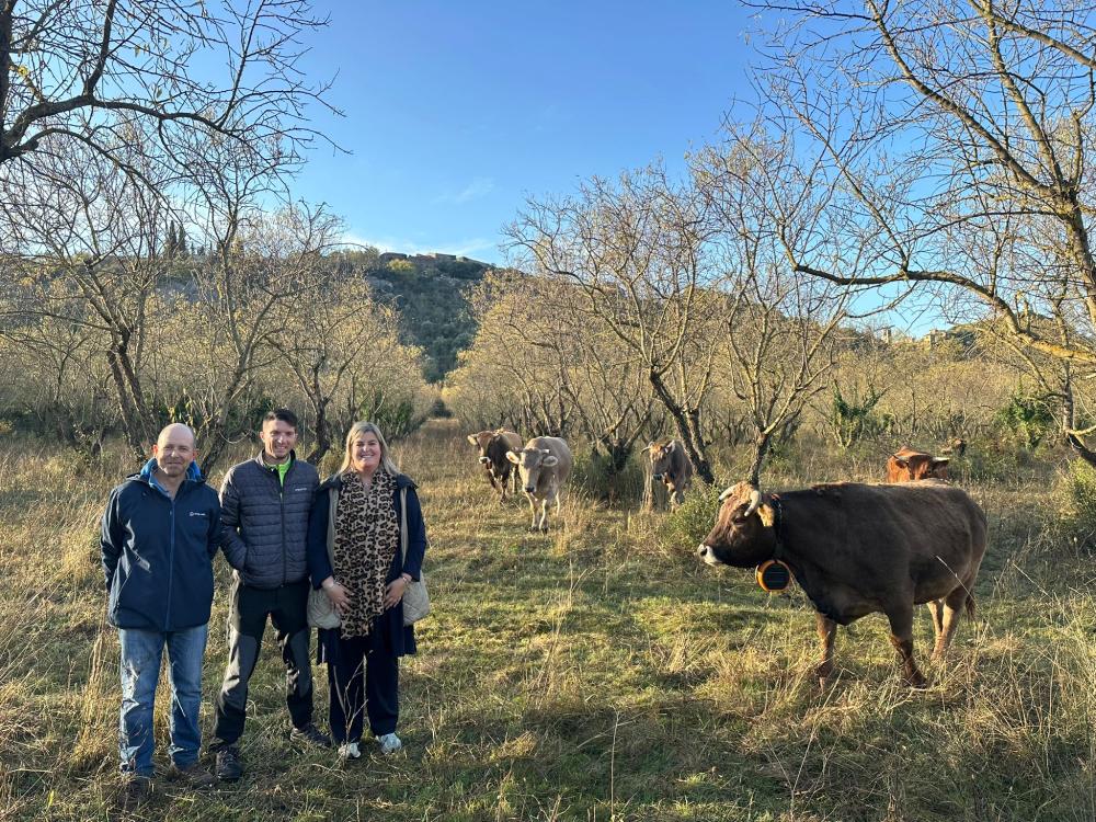Imagen Pastoreo preventivo con ganado vacuno en Estadilla